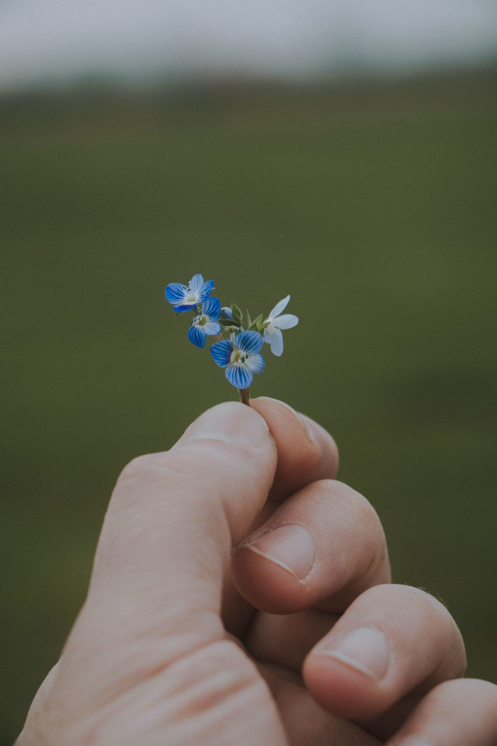 Un piccolo fiore tra le dita